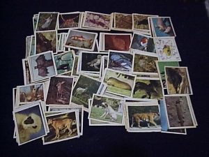 226-FIG.-ANIMAIS-300x225-300x225