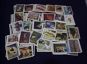 226-FIG.-ANIMAIS-300x225-300x225