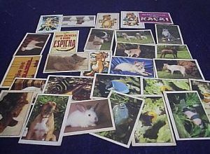 27-FIG.PETS_-300x225